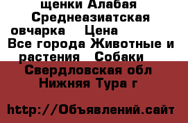 щенки Алабая (Среднеазиатская овчарка) › Цена ­ 15 000 - Все города Животные и растения » Собаки   . Свердловская обл.,Нижняя Тура г.